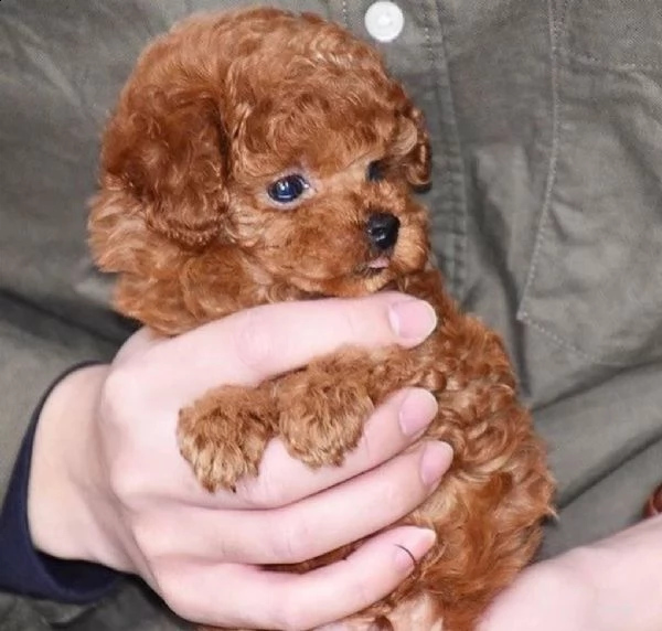 2regalo barboncino# | Foto 0