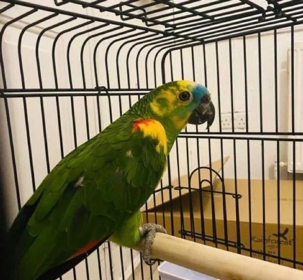 amazzoni pappagalli in adozione