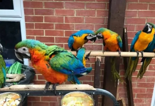 regalo pappagalli ara in cerca di nuove case