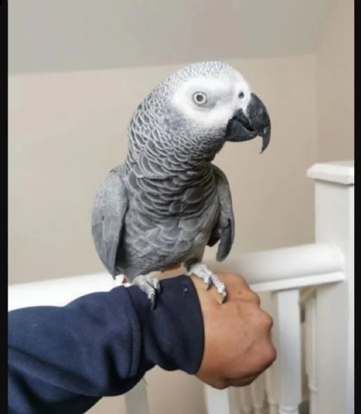 pappagalli cenerini in regalo,.,.