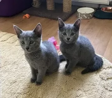 gattini di blue di russia
