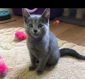 splendido maschio e femmina di blue di russia