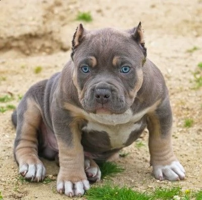 pitbull 
