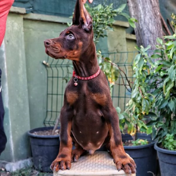 doberman  | Foto 0