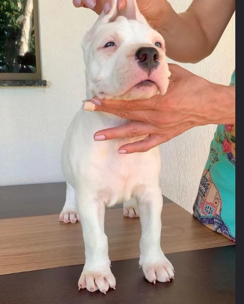 dogo argentino 