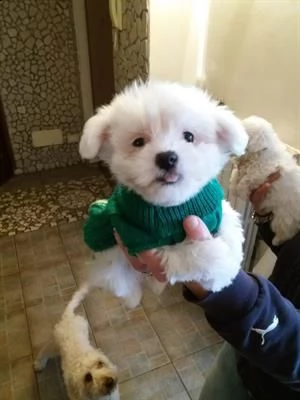 cuccioli maltese