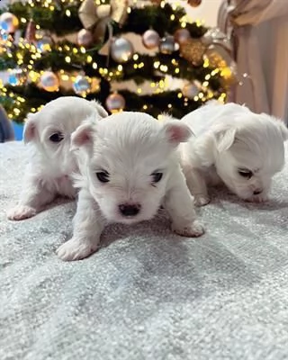 cucciolo di maltese con pedigree enci