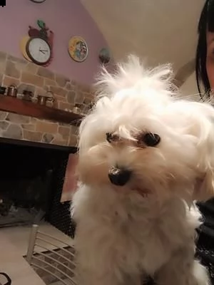 cuccioli di maltese coreano.