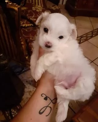 maltese genitori visibili