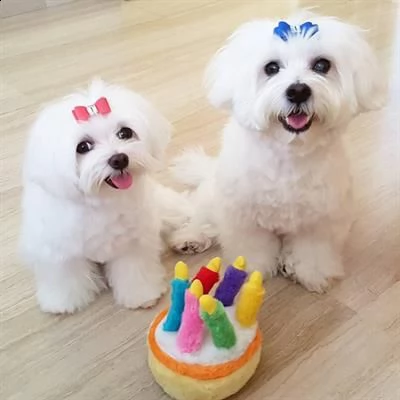 cuccioli di maltese