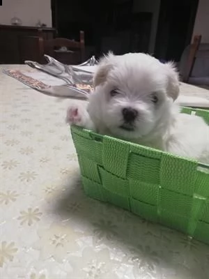cucciolo di cane maltese, 