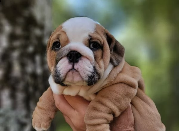 dogue de bordeaux 
