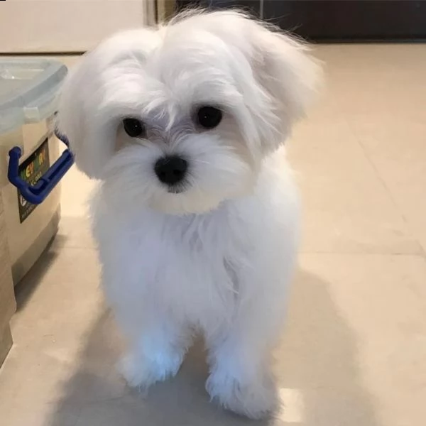 maltese 
