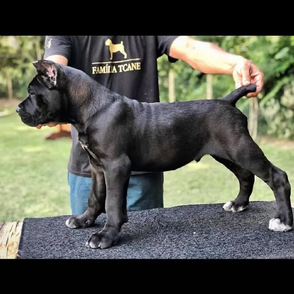 cane corso 