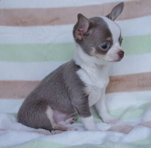 cuccioli di chihuahua | Foto 0