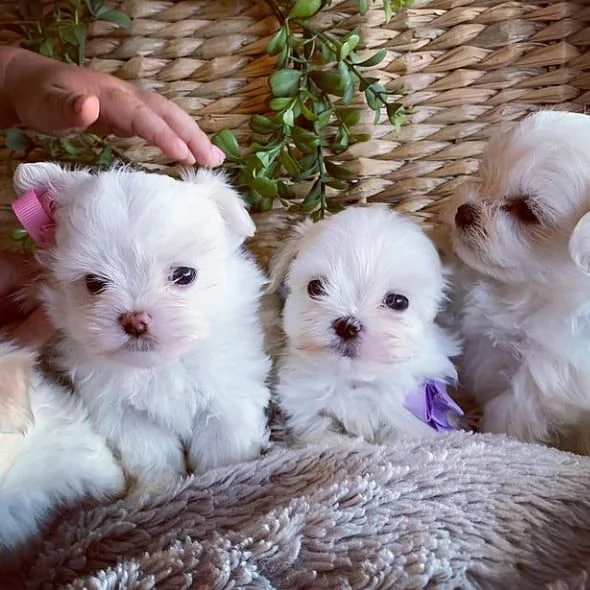 maltese