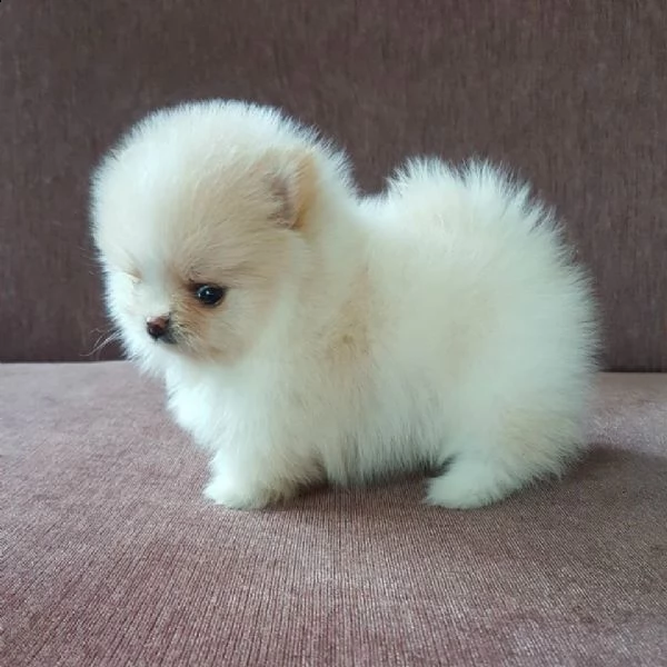  regalo pomerania cuccioli (maschio e femmina)