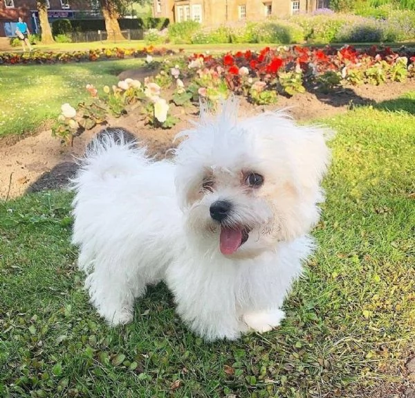  regalo maltese cuccioli meravigliosi ! 