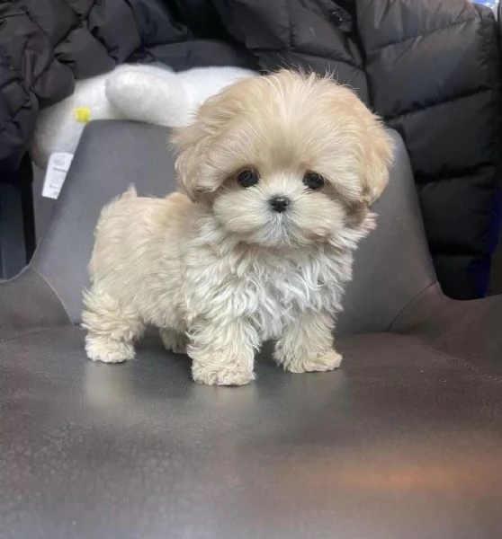  regalo barboncino cuccioli