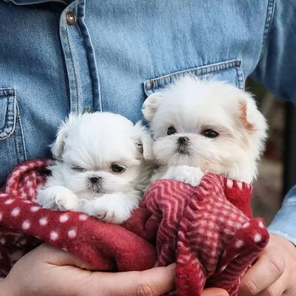 vendo cucciolo maschio di maltese toy