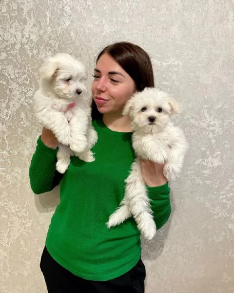 cucciolo di barboncino toy maschietto