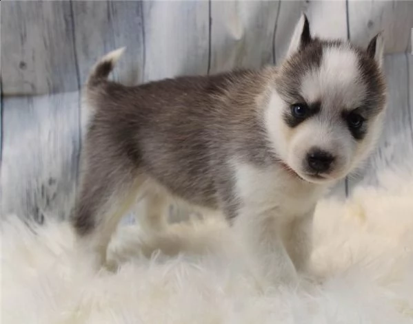  regalo siberian husky con pedigree  