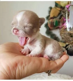 regalo chihuahua meravigliosi cuccioli di chihuahua ottima genealogia, gia vaccinati, sverminati e m