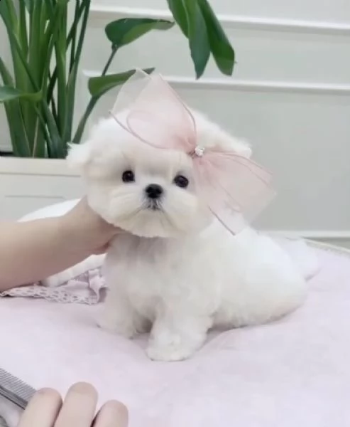 regalo  maltese mini toy