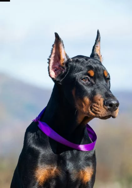 dobermann cuccioli in vendita | Foto 2