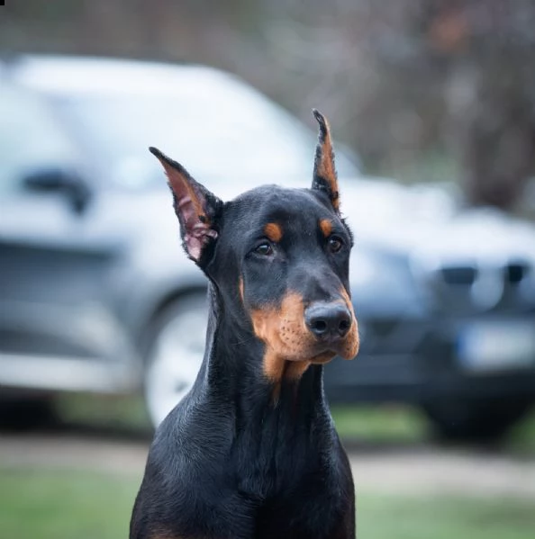 dobermann cuccioli in vendita | Foto 1