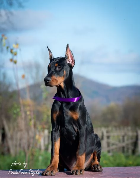 dobermann cuccioli in vendita