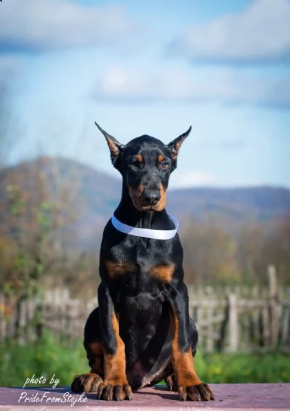 dobermann cuccioli in vendita | Foto 0