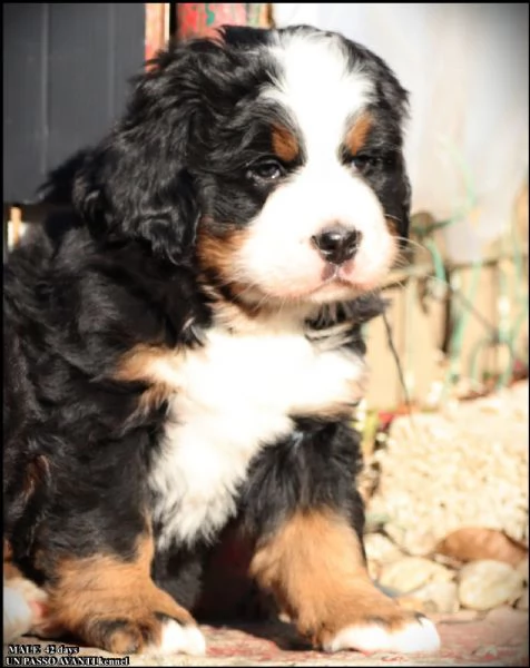 montagna bernese cuccioli | Foto 5