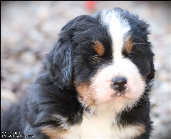 montagna bernese cuccioli | Foto 4
