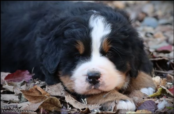 montagna bernese cuccioli | Foto 3