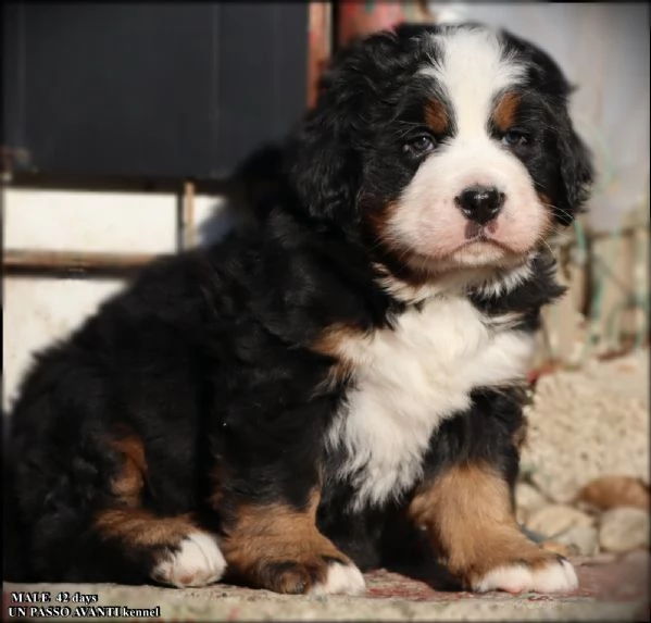 montagna bernese cuccioli | Foto 2