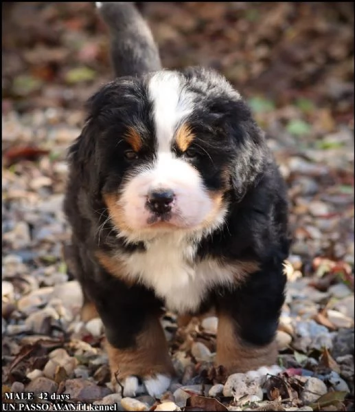 montagna bernese cuccioli | Foto 1