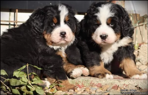 montagna bernese cuccioli