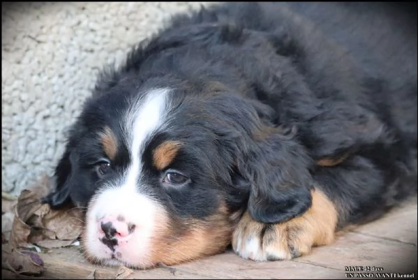 montagna bernese cuccioli | Foto 0