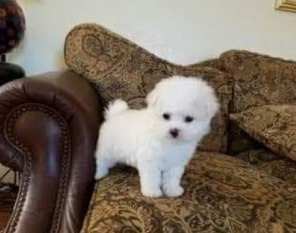 regalo maltese maltese toy !!!!!! 