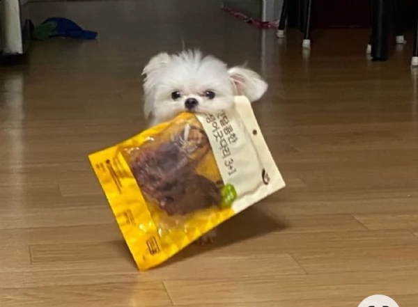 2 regalo maltese toy  