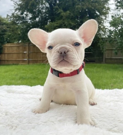 cuccioli di bouledogue francese maschi e femmine