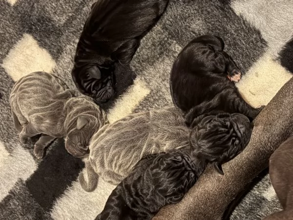 Alano cuccioli