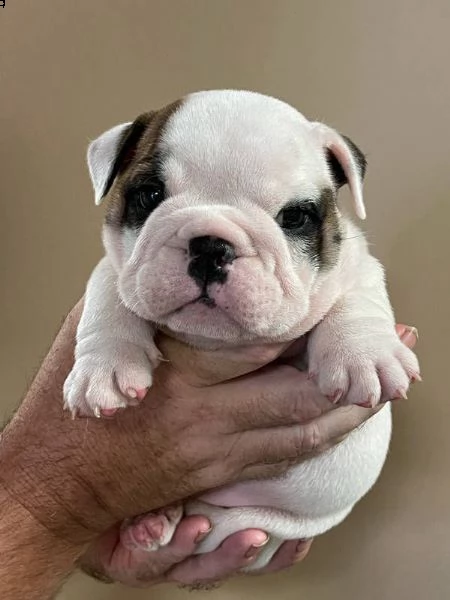 cuccioli di bulldog inglese in adozione | Foto 0
