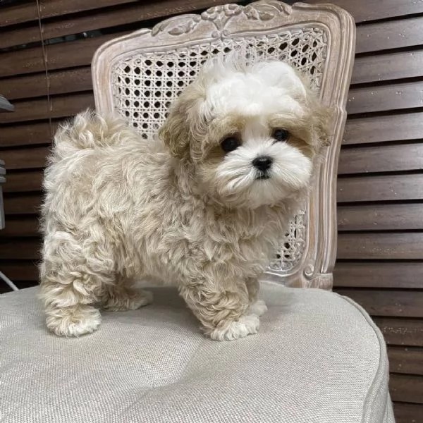 regalo abbiamo cuccioli di barboncino