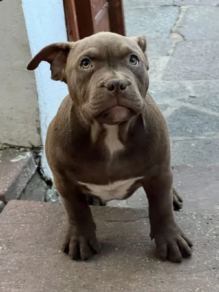 pitbull 
