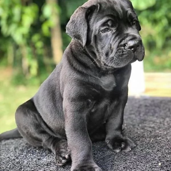 cane corso 