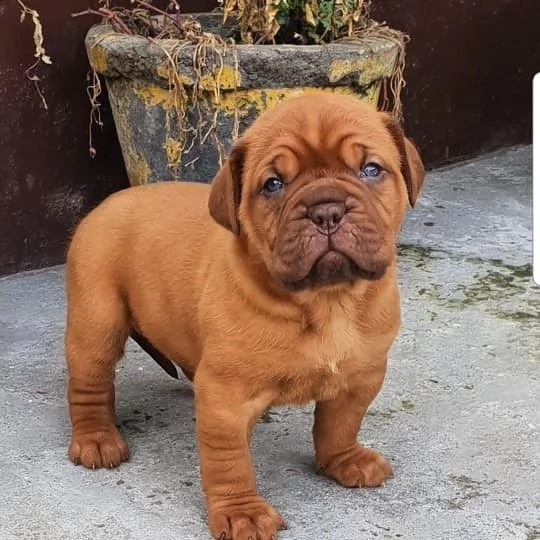 dogue de bordeaux 