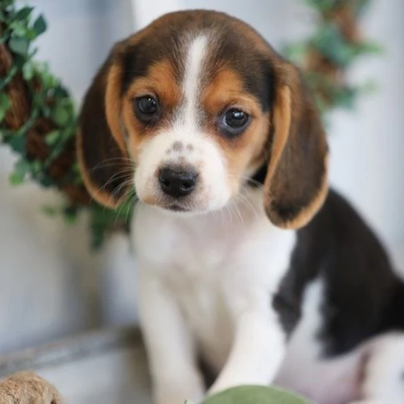 cuccioli di beagle | Foto 1