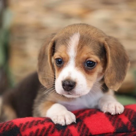 cuccioli di beagle | Foto 0
